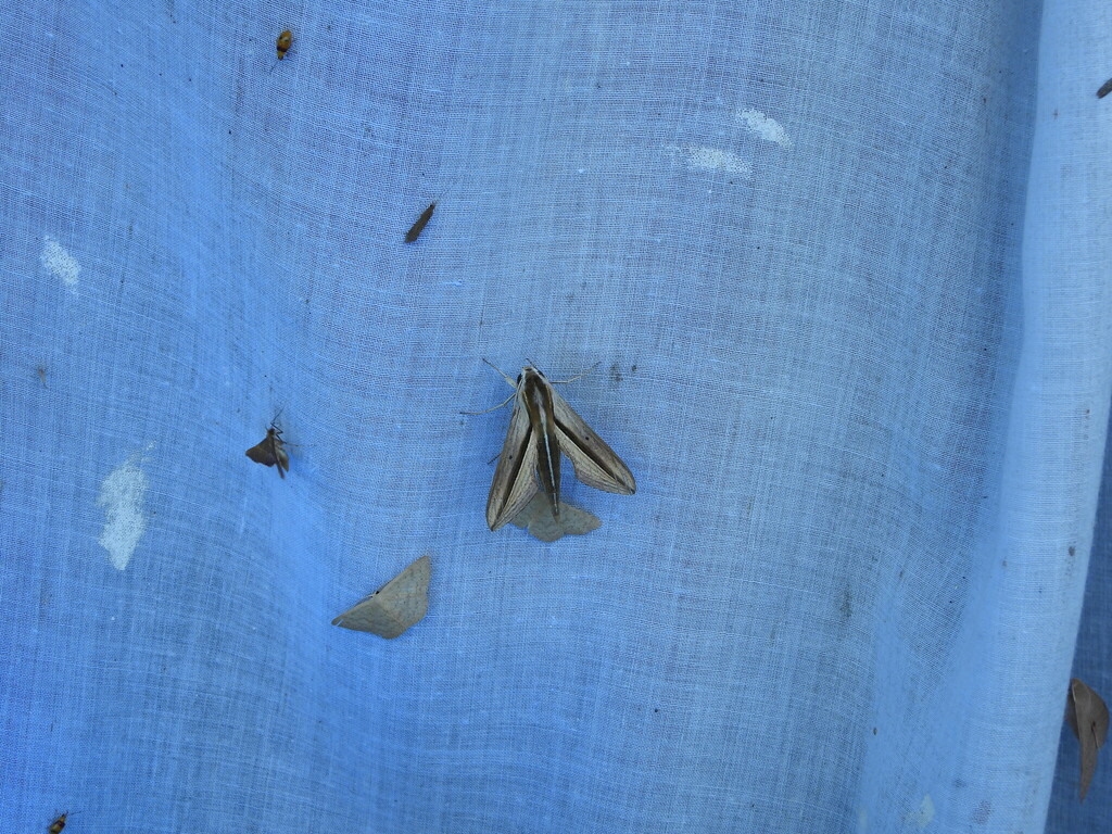 Brown Banded Hunter Hawkmoth From Lismore NSW 2480 Australia On