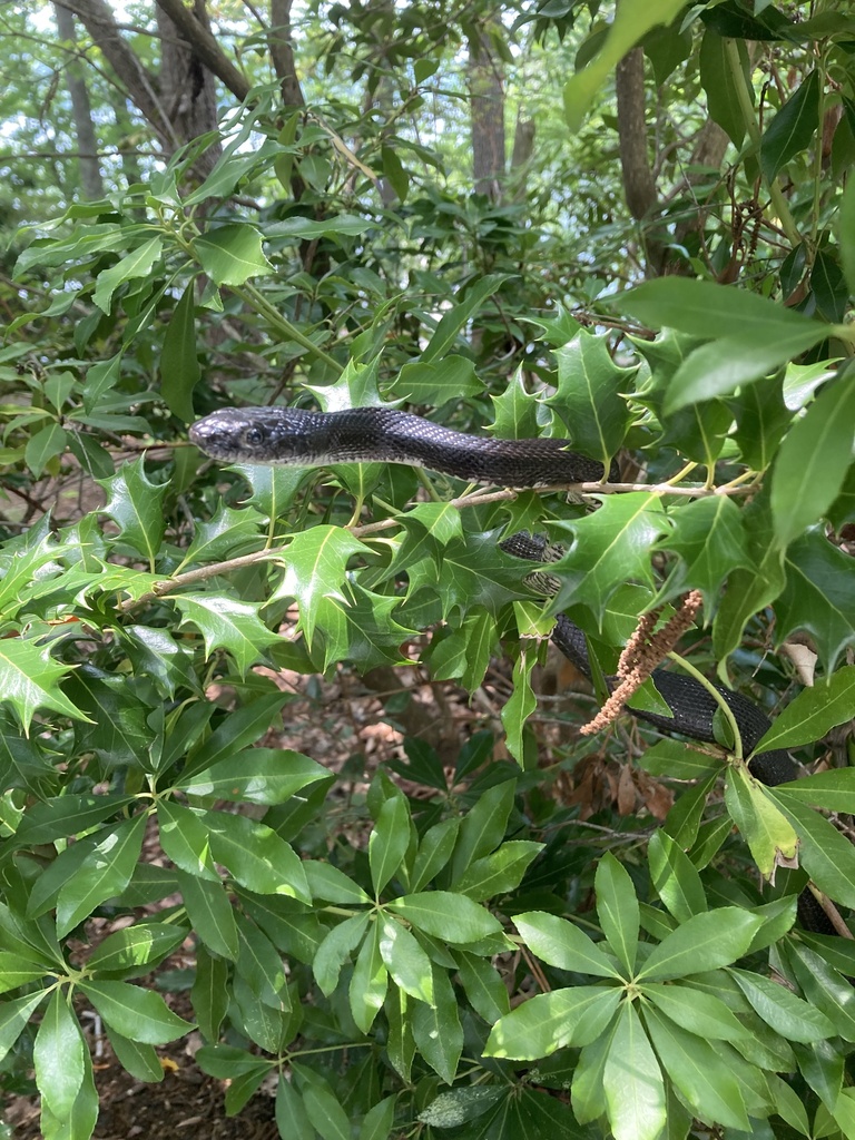 Eastern Gray Ratsnake Complex From Fountainhead Regional Park Fairfax