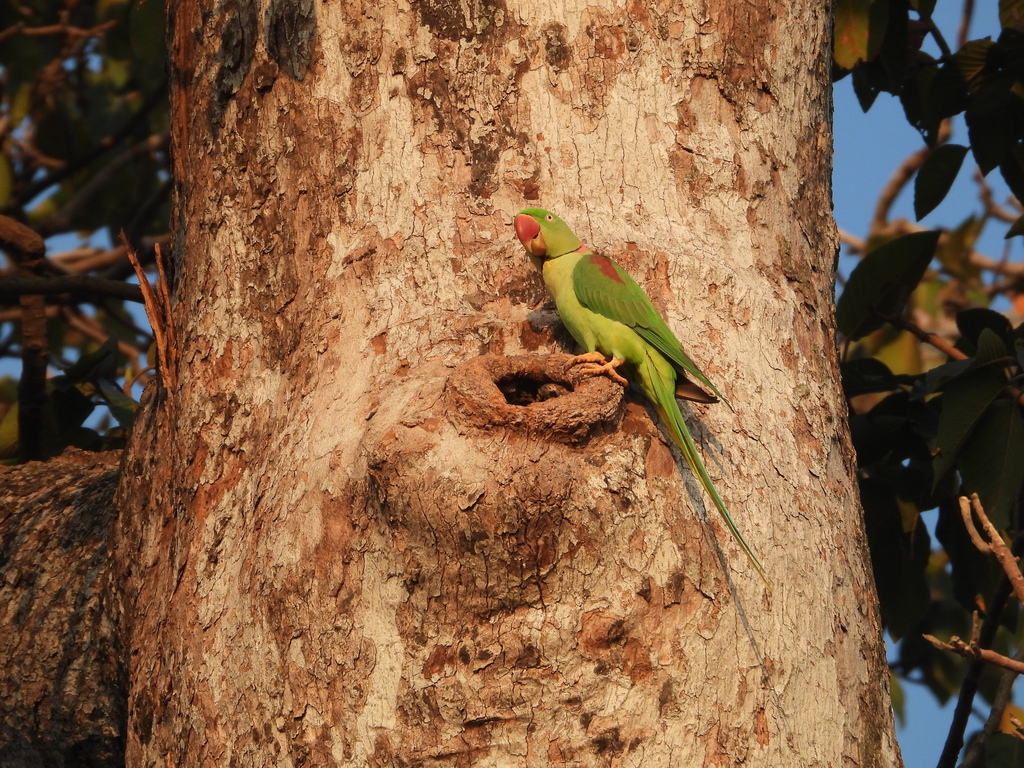 Psittacula Eupatria Siamensis From Tambon Bang Muang