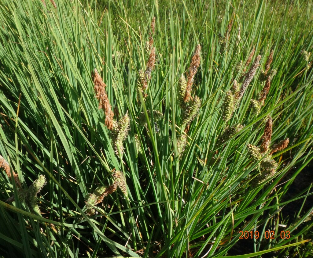 Carex Sect Phacocystis From Falls Creek VIC 3699 Australia On