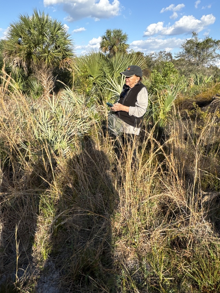 Southern Seaside Goldenrod From Singer Island Juno Beach Fl Us On