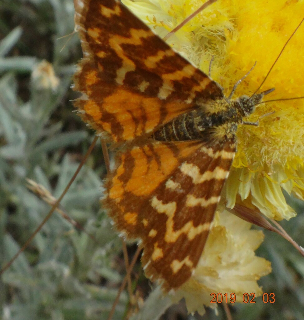 Chrysolarentia Chrysocyma From Falls Creek Vic Australia On