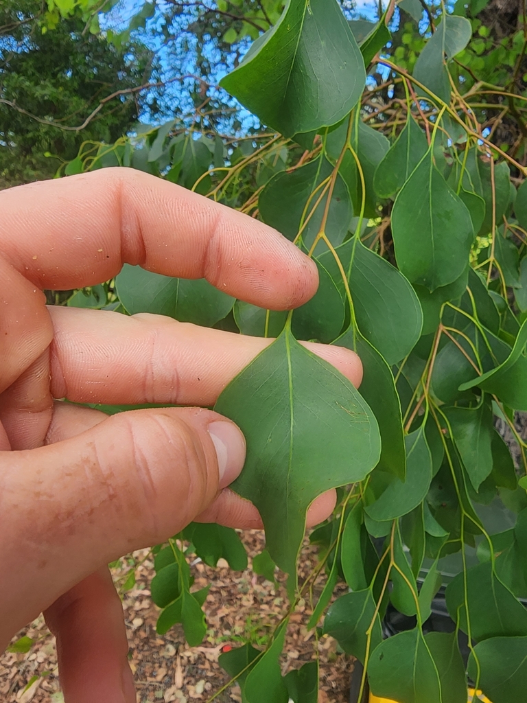 Silver Dollar Gum From Tostaree Vic Australia On January