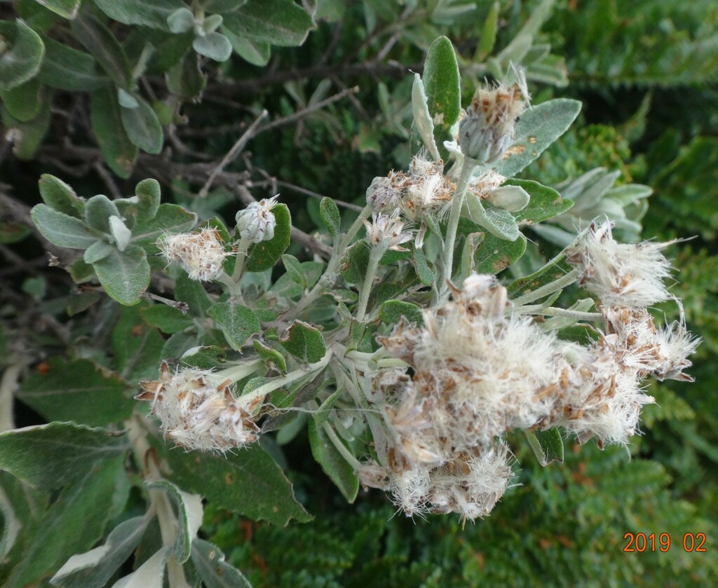 Olearia Phlogopappa Flavescens From Falls Creek Vic Australia On