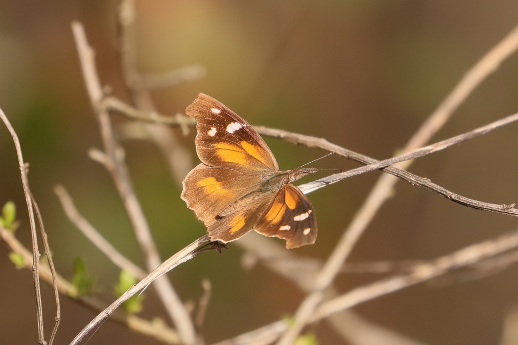 American Snout From Eufaula National Wildlife Refuge Eufaula AL US