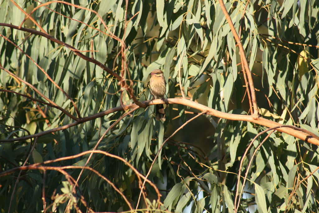 Spiny Cheeked Honeyeater From Kalgoorlie Boulder Wa Australia On