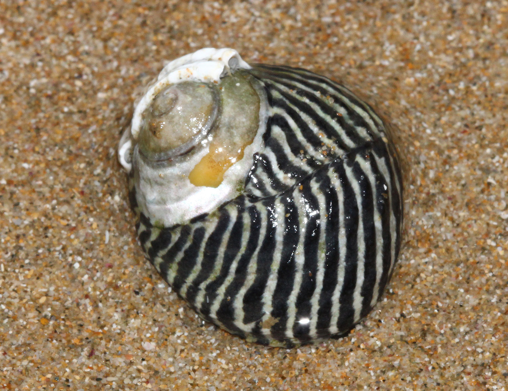 Zebra Top Snail From Coffs Harbour NSW Australia On June 19 2015 At