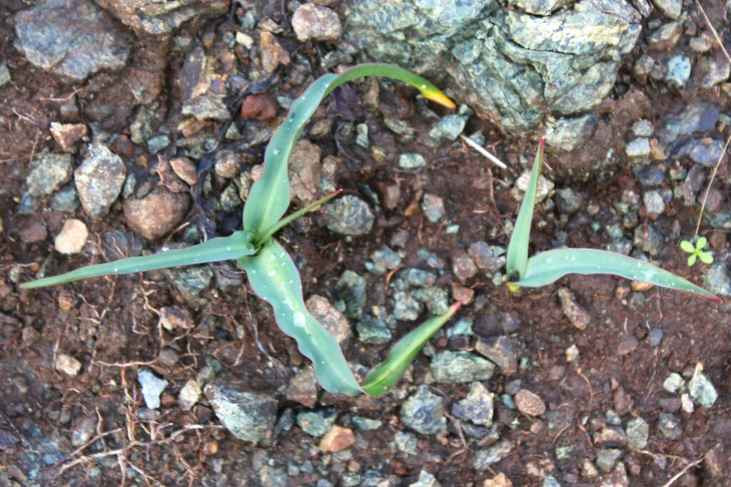 Wavy Leafed Soap Plant From Carson Falls Trail California 94924 USA