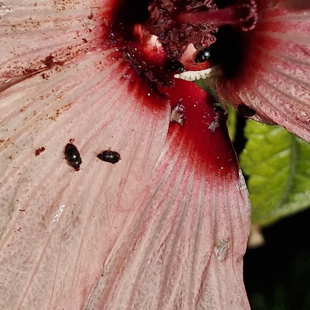 Beetles From Rosebud Vic Australia On February At