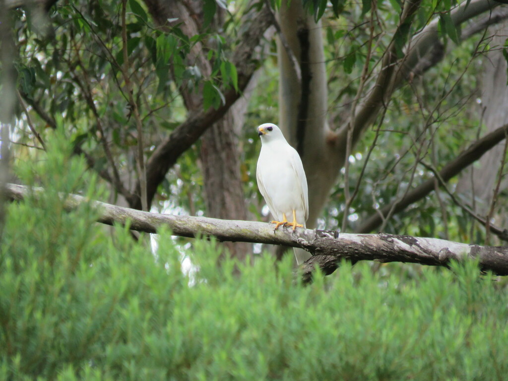 Gray Goshawk From Annangrove Nsw Australia On February By