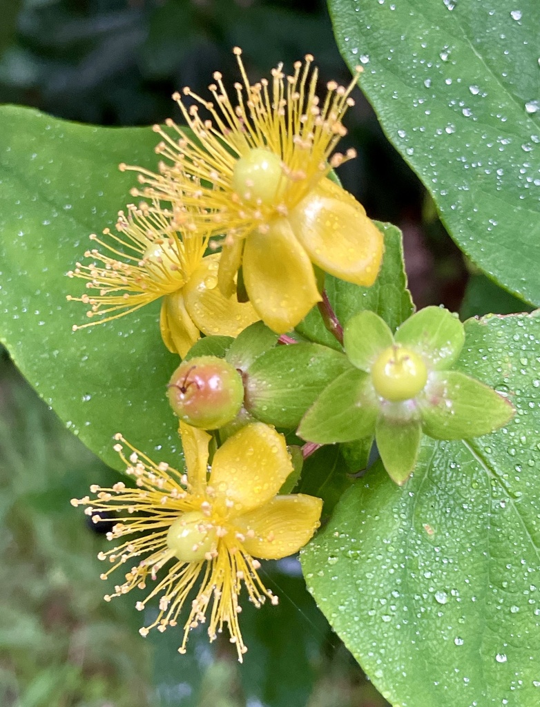 Tutsan From Dandenong Ranges Botanic Garden Olinda VIC AU On