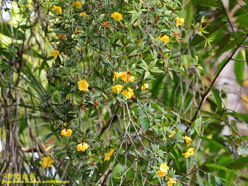 Rhododendron Nieuwenhuisii INaturalist