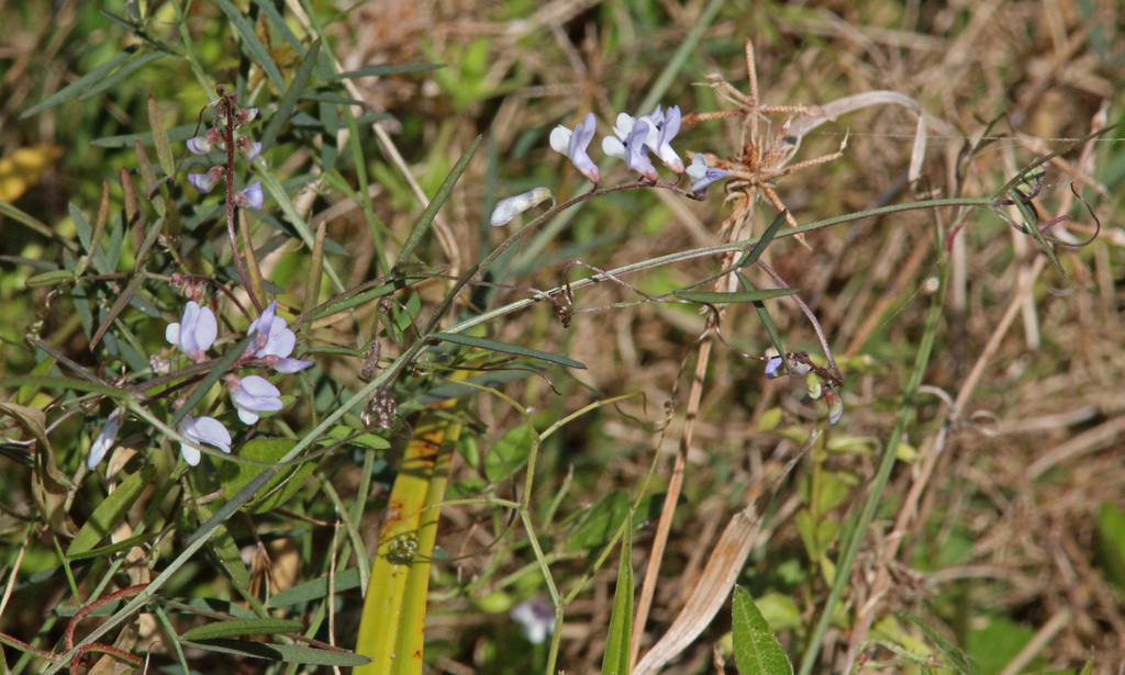 Fourleaf Vetch From Christmas Florida United States On February 6