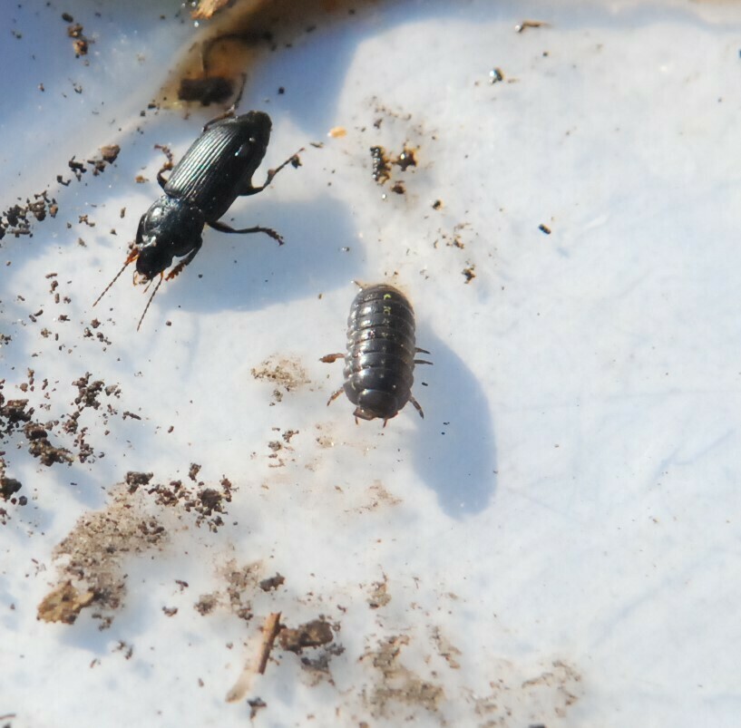 Common Pill Woodlouse From Site C 2 On January 16 2024 At 12 22 PM By