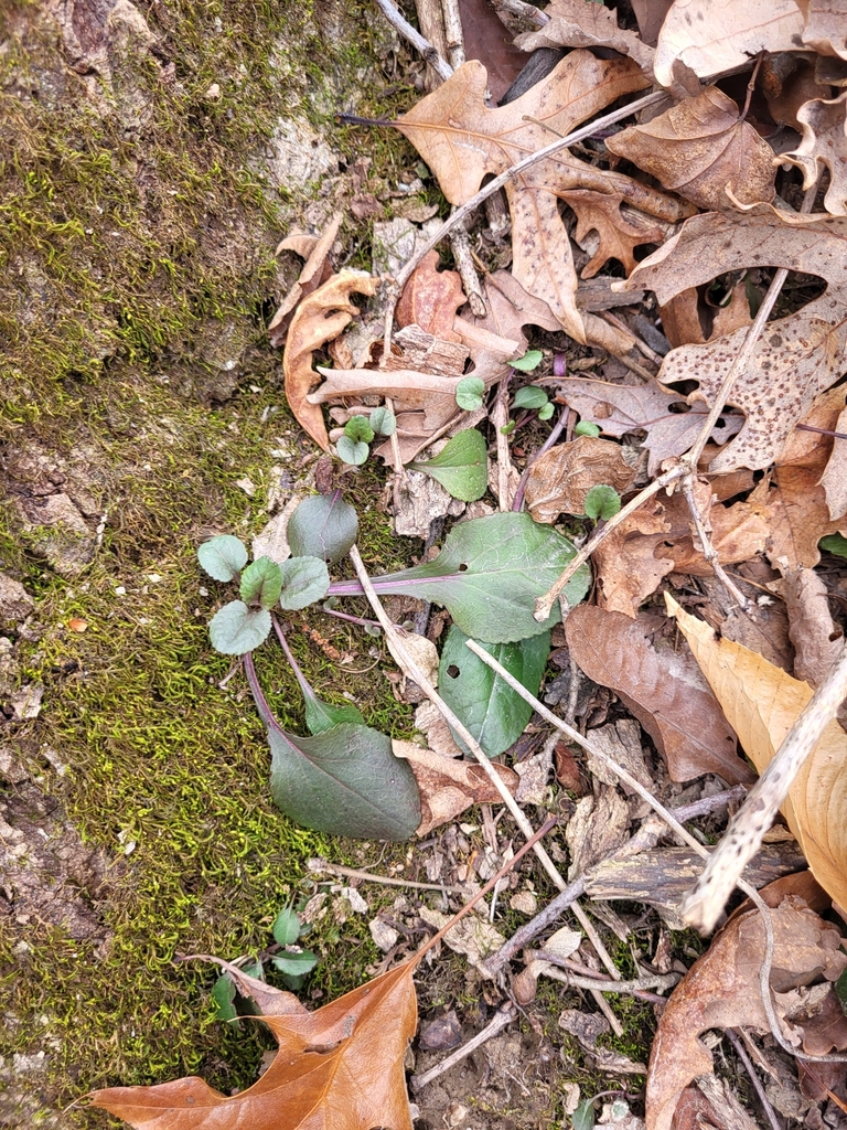 Roundleaf Ragwort From Shelby Township IN USA On February 10 2024 At