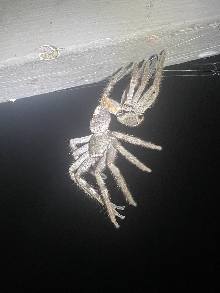 Victorian Huntsman Spider From William St Koo Wee Rup Vic Au On