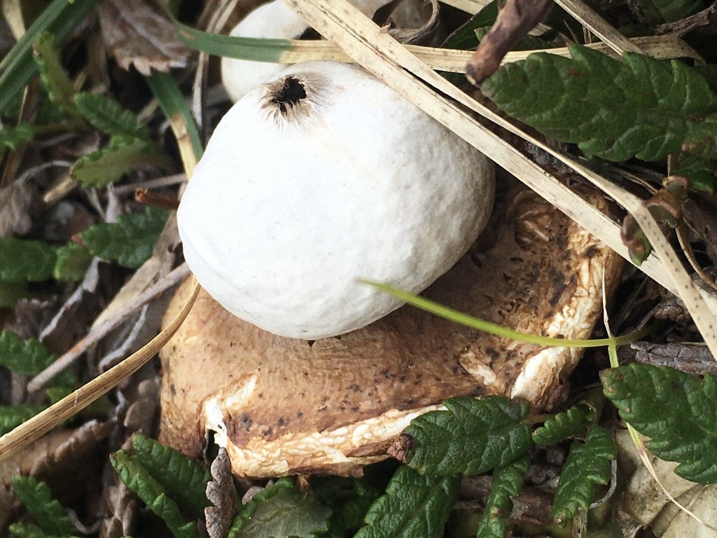 Earthstars from Parc Naturel Régional du Pilat Chavanay Auvergne