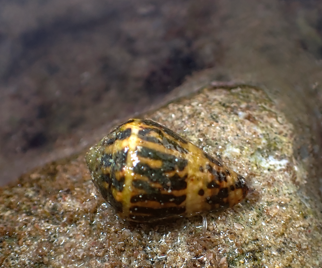 Vermiculate Cone In January 2024 By Slunky INaturalist