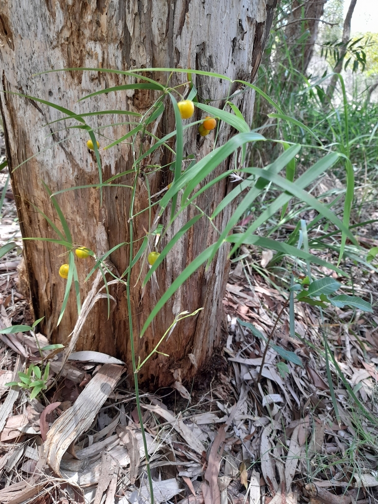 Wombat Berry From Cleveland Qld Australia On February At