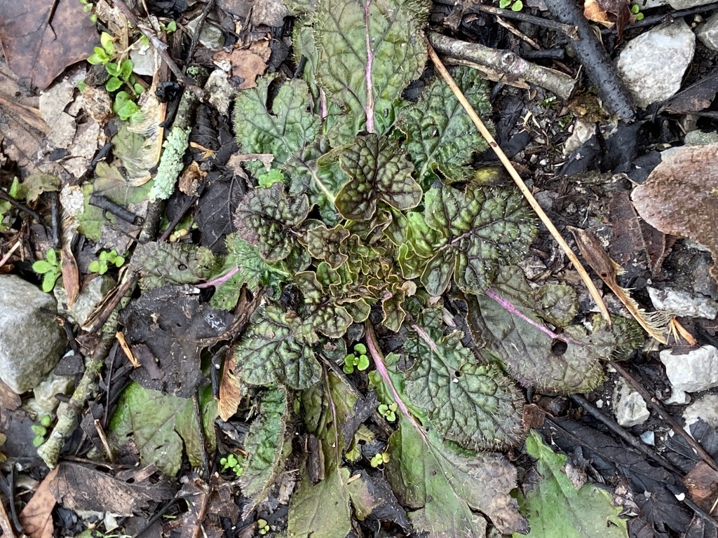 Lyreleaf Sage From Medley Amonette Rd Buffalo Valley TN US On