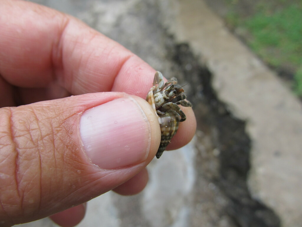 Tawny Hermit Crab From Cakaudrove Fiji On June 27 2012 At 04 54 PM By