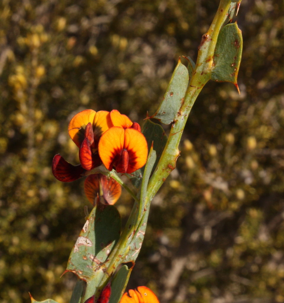 Daviesia Podophylla From Eganu WA 6515 Australia On September 19 2021