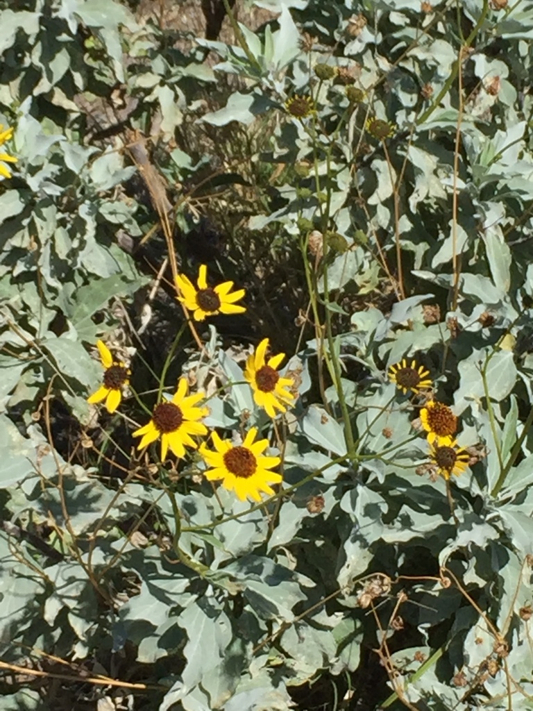 Brittlebush from La Paz B C S México on February 10 2024 at 02 12