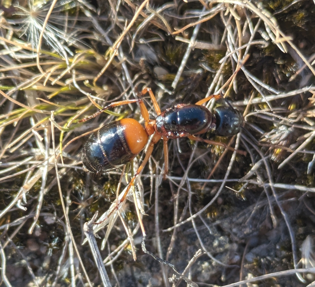 Banded Sugar Ant From Staughton Vale VIC 3340 Australia On February 12