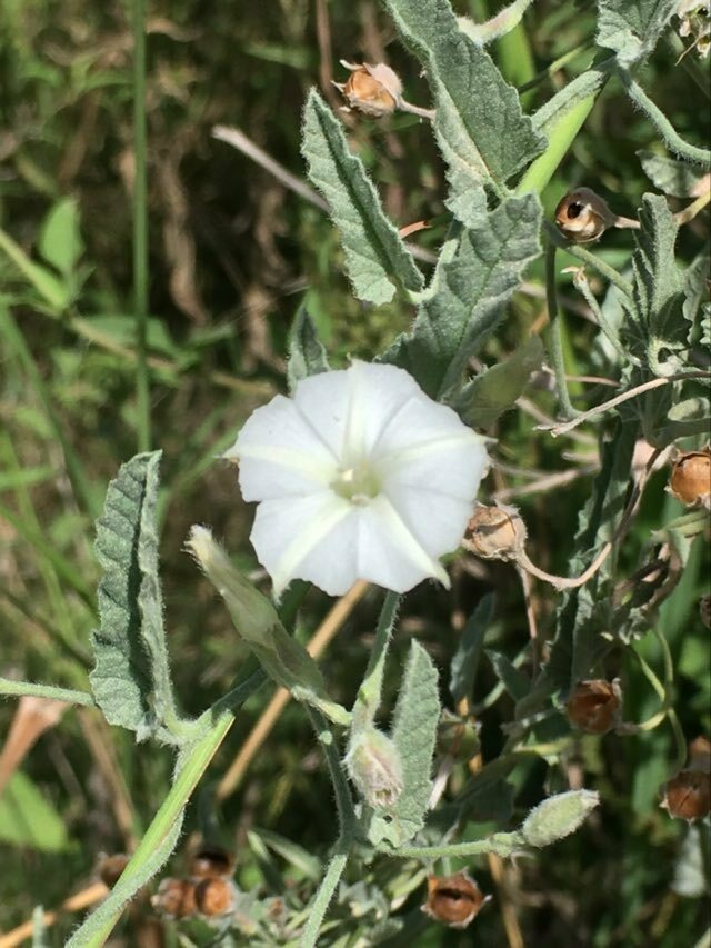 Convolvulus hermanniae from Quebracho Departamento de Paysandú