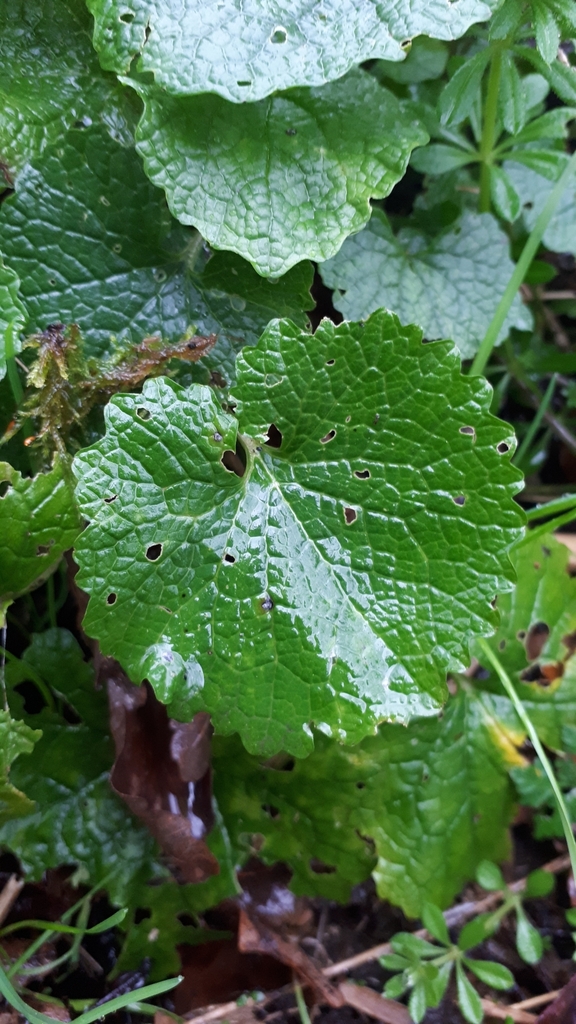 Garlic Mustard From Pavillons Et Du Parc Floral De Paris