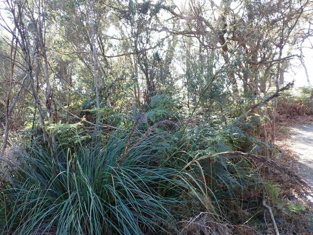 Red Fruit Saw Sedge From Melbourne VIC Australia On August 2 2023 At