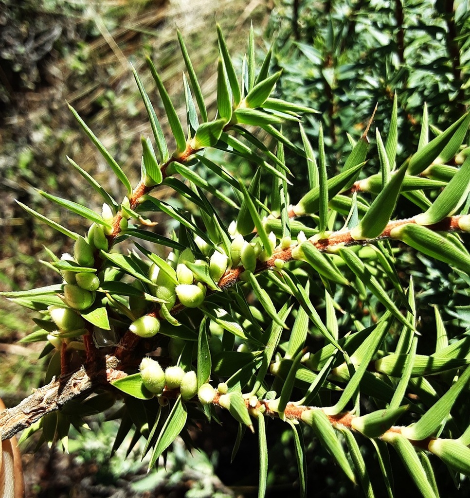 Urn Heath From Canobolas Nsw Australia On February At