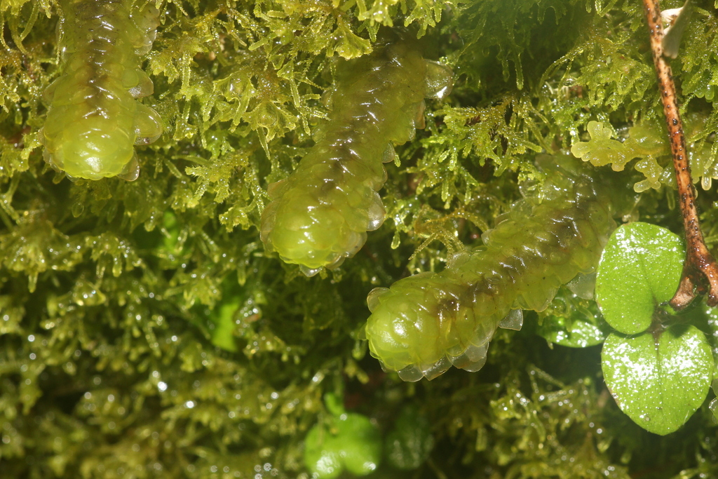 Hookeriaceae From Buller District West Coast New Zealand On February