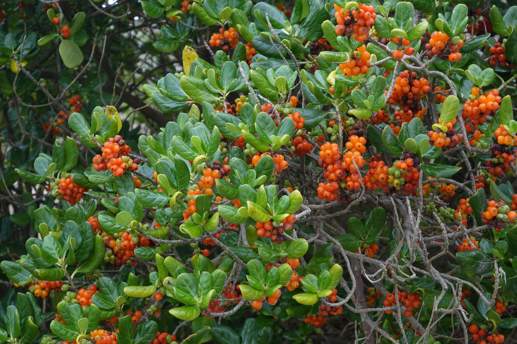 Taupata From Waldronville Dunedin New Zealand On April 21 2019 At 02