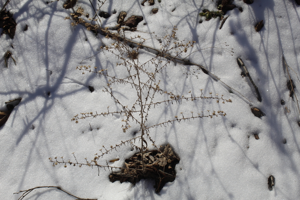 Hairy White Oldfield Aster From Tompkins County Ny Usa On February