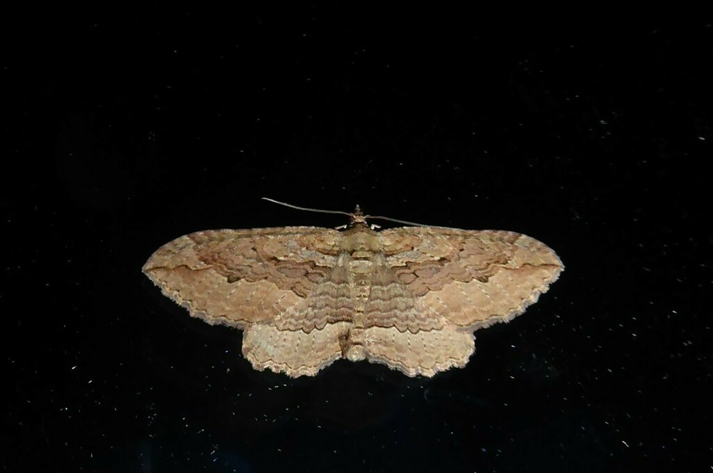 Austrocidaria From Waikouaiti New Zealand On February 17 2024 At 10