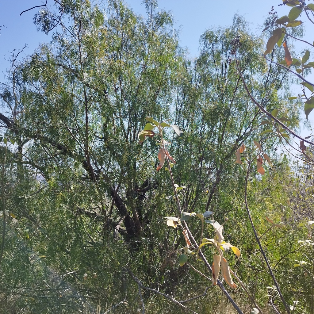 Peruvian Pepper Tree From Guadalupe Victoria Pue M Xico On February