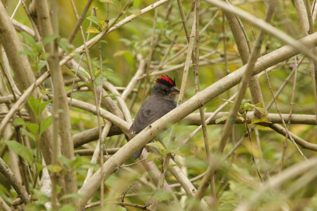 Pileated Finch from Parque do Estado São Paulo State of São Paulo