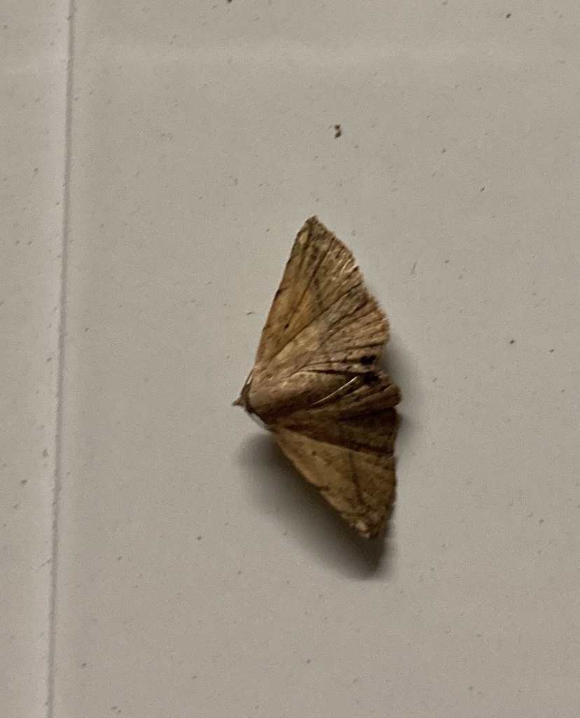 Grass Webworm Moth From Caroline St The Range QLD AU On February 28