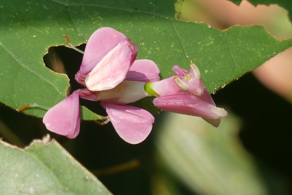 Orchid Mantis From Rw F Pj Montha Than Waterfall Trailhead Tambon Su