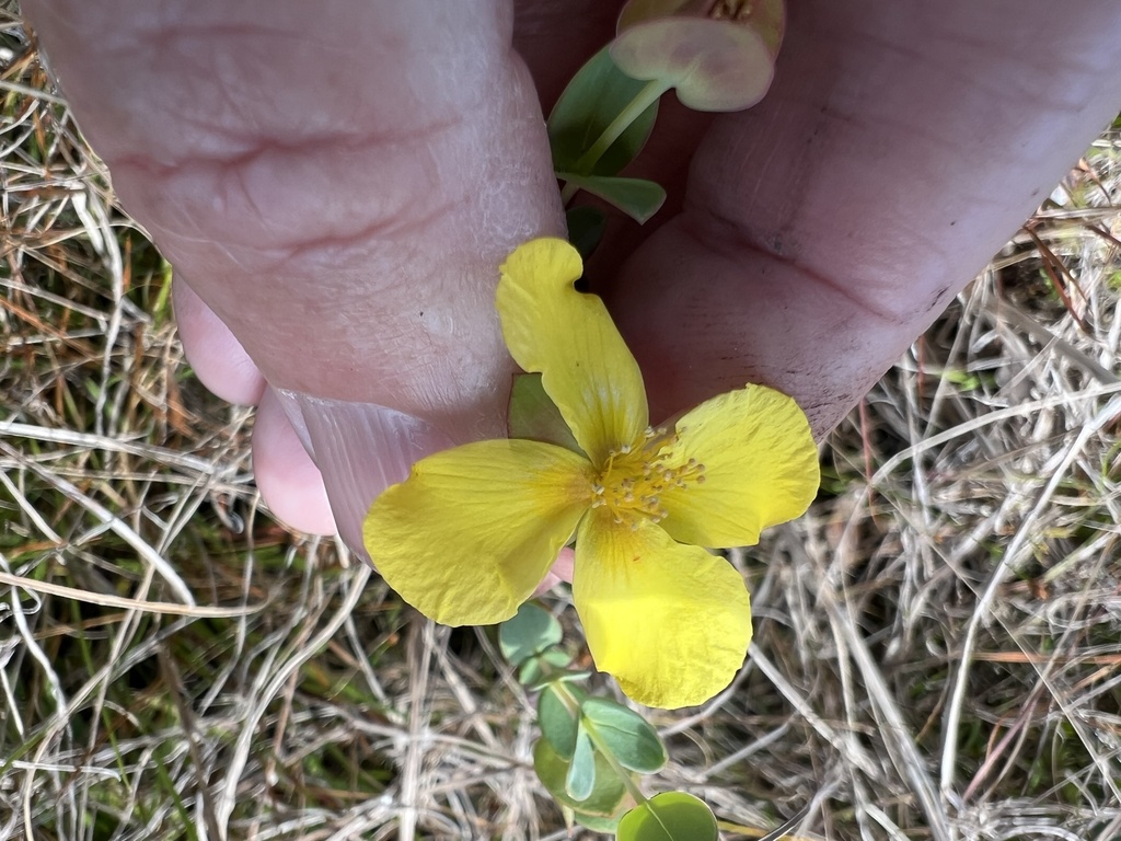 Fourpetal St Johnswort From Atlantic Ridge Preserve State Park Stuart