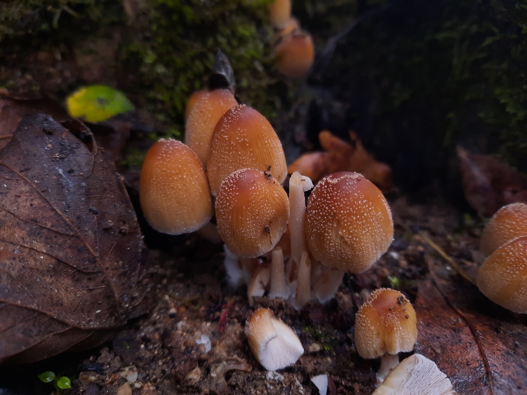 Coprinellus Sect Micacei From Lamego Portugal On December