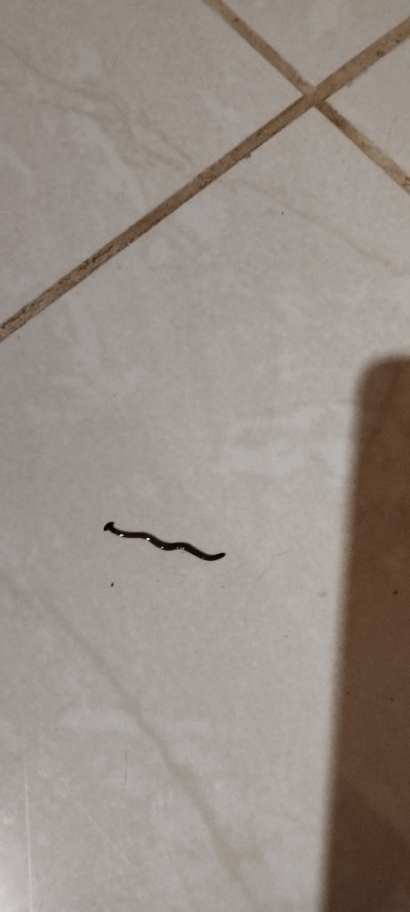 Hammerhead Worms From WX2Q 3M8 Provincia De Alajuela Upala Barrio