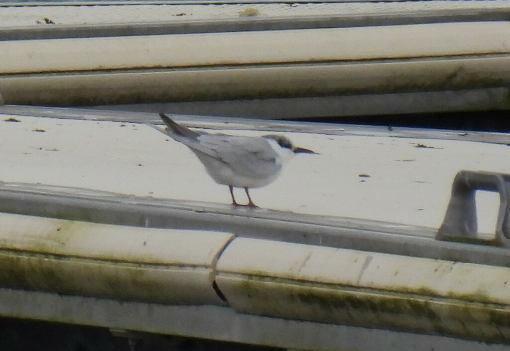 Whiskered Tern From 51290 Sainte Marie Du Lac Nuisement Frankreich On