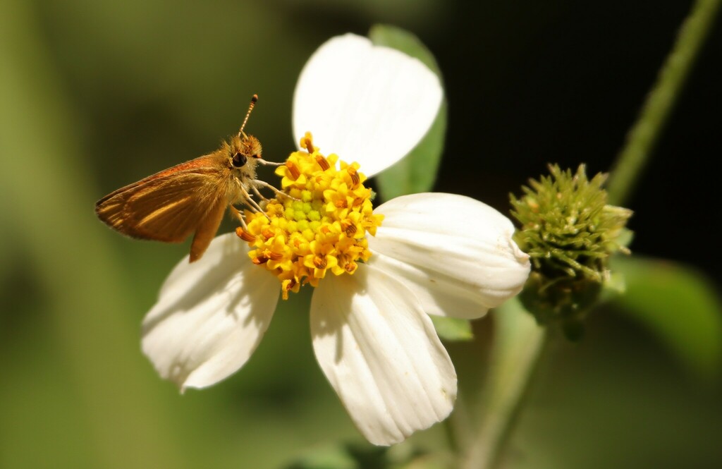 Tropical Least Skipper From Bosque Los Colomos C El Chaco