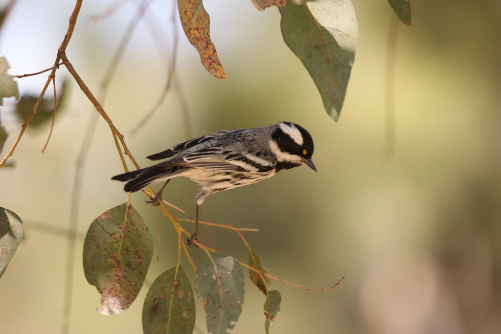 Black Throated Gray Warbler From Bosque Los Colomos C El Chaco 3200