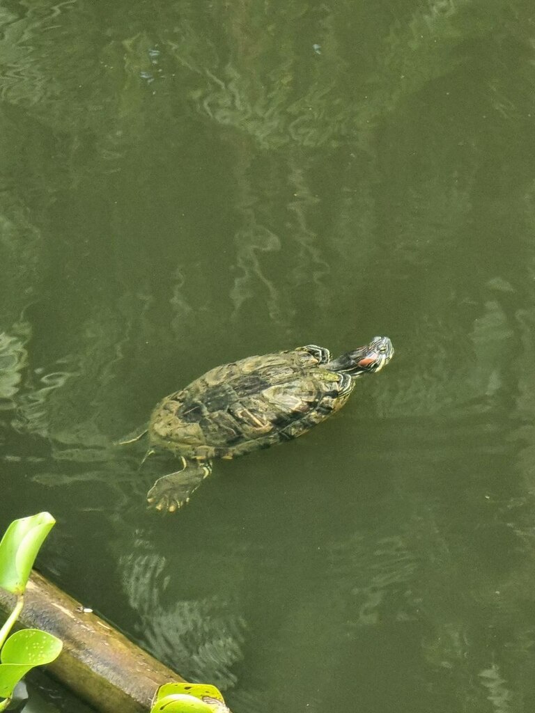 Red Eared Slider From Neo Tiew Crescent Sungei Buloh Wetland Reserve