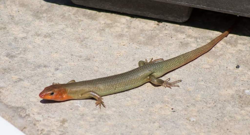 Gilbert S Skink In April By Robert Found In Yard Inaturalist