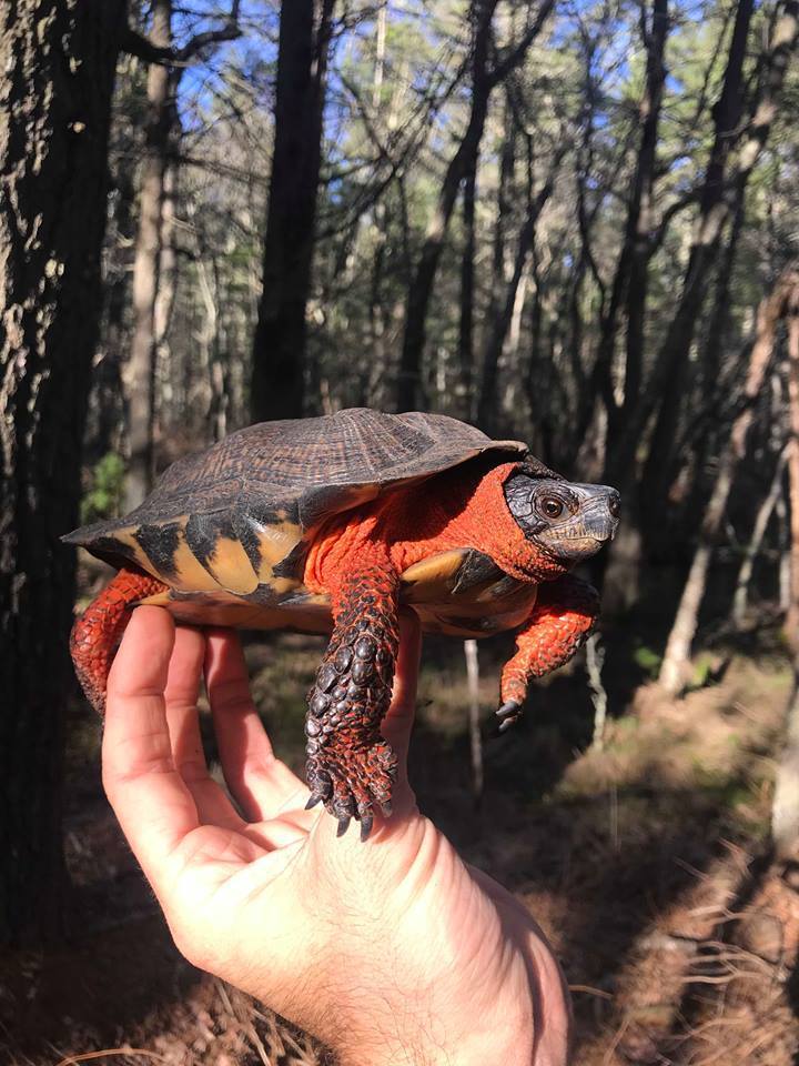 Wood Turtle In April 2019 By Grover J Brown Location Private