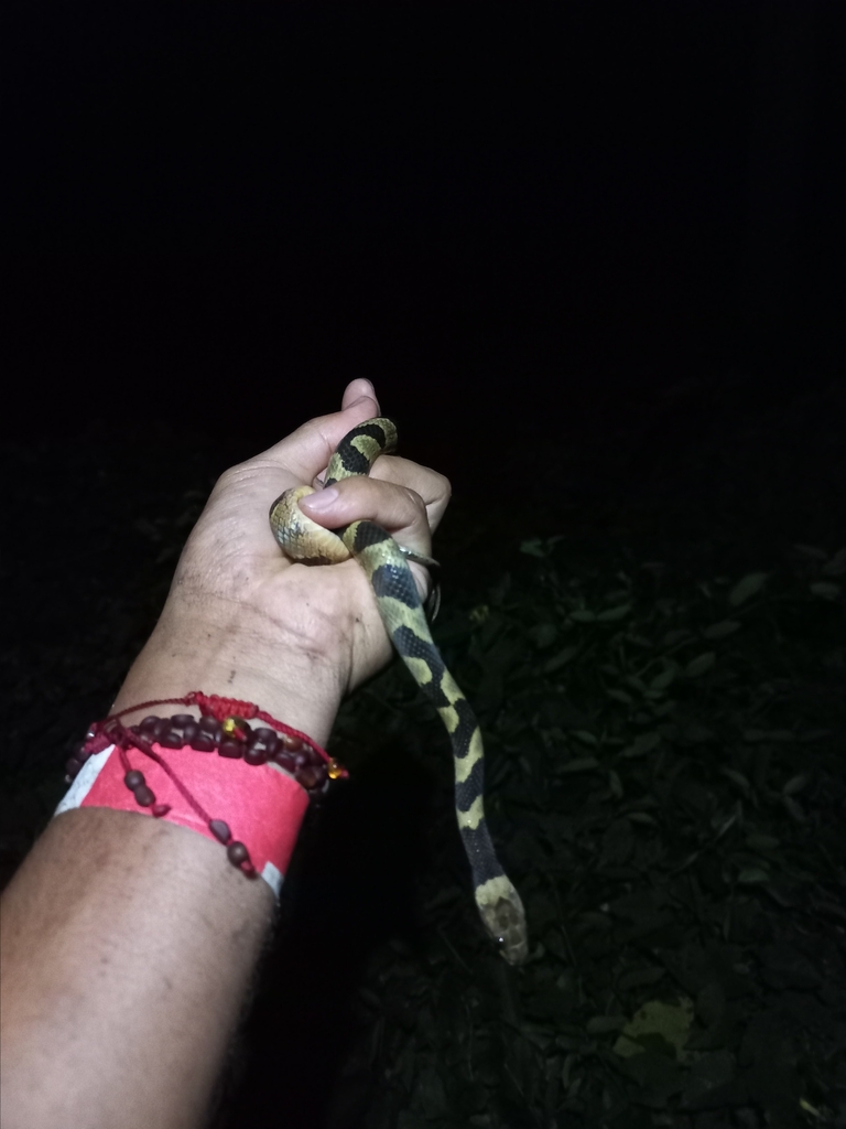 Southwestern Cat Eyed Snake From Nay M Xico On March At